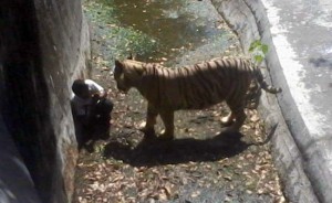 White_tiger_Delhi_zoo_accident_650