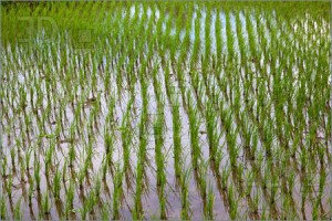 Rice-Cultivation-1626573