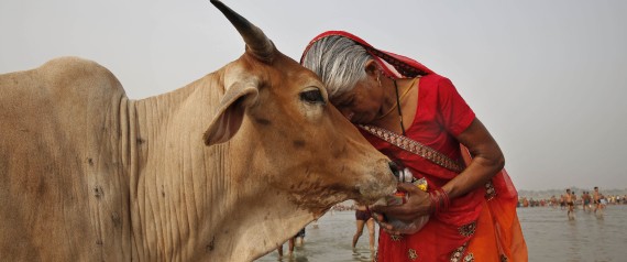 A woman worships a cow as Indian Hindus offer prayers to the River Ganges, holy to them during the Ganga Dussehra festival in Allahabad, India, Sunday, June 8, 2014. Allahabad on the confluence of rivers the Ganges and the Yamuna is one of Hinduisms holiest centers. (AP Photo/Rajesh Kumar Singh)