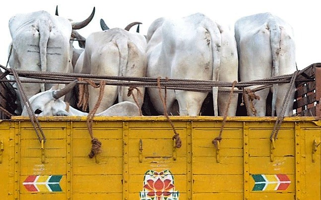 cattle-smuggling